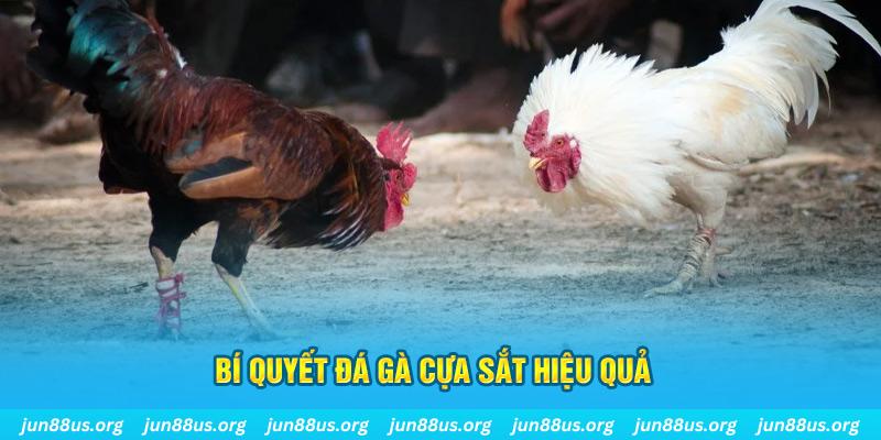 8kbet567 đá gà cựa dao