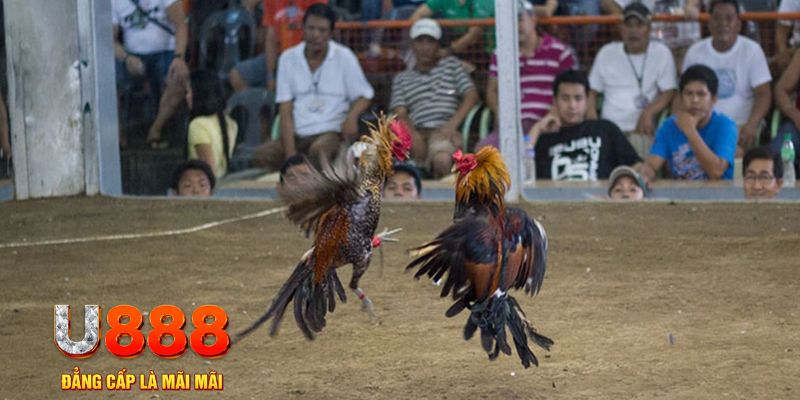 8kbet567 đăng nhập mậu binh online