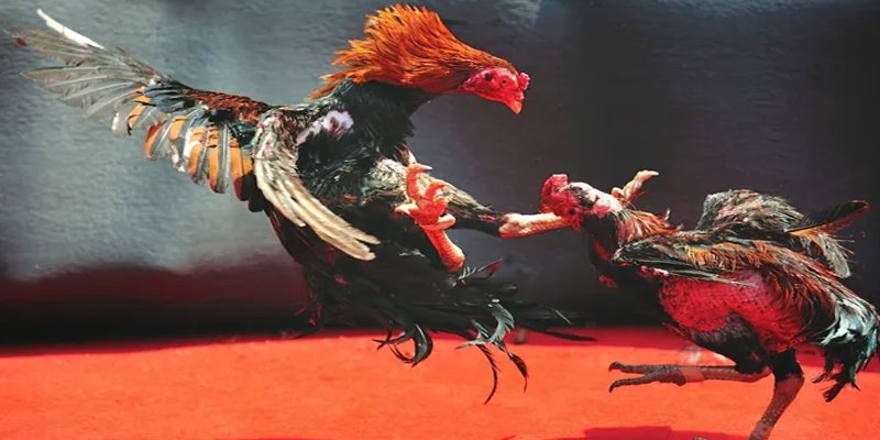 8kbet567 BG Bắn cá