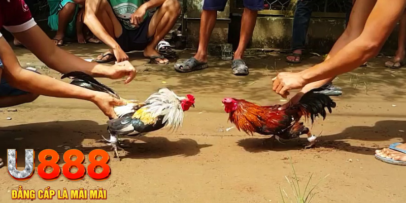 8kbet567 đăng nhập mậu binh rút tiền nhanh