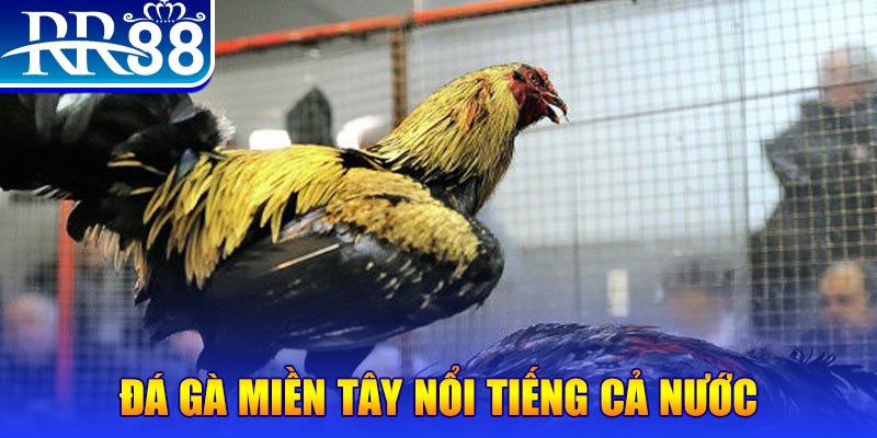 8kbet567 gà chọi c1.com trực tiếp 888
