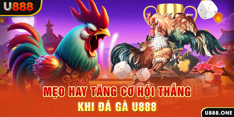 8kbet567 trực tiếp gà chọi c1