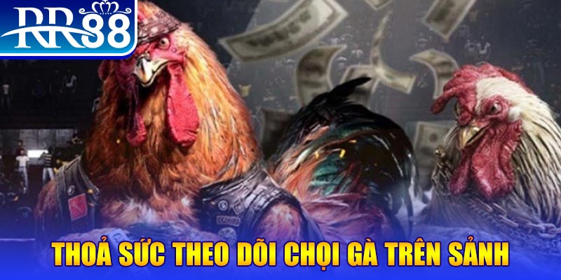 8kbet567 đá gà 88.com